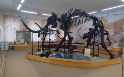 В Тюмени в музее «Городская Дума» хранится один из самых больших в России скелет шерстистого мамонта высотой 3 м. 41 см. Его уникальность заключается еще и в том, что около 80% костей принадлежат одному животному. Сотрудники музея дали ему такое имя: